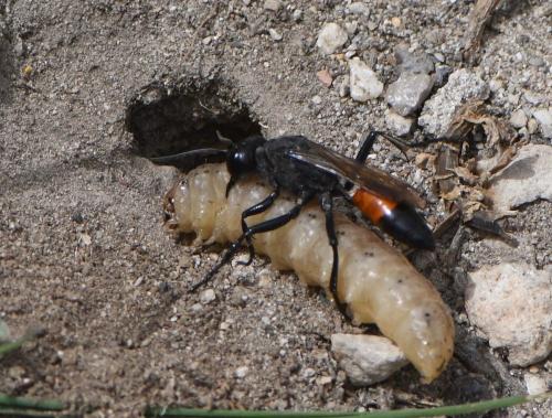Réf. 280 378 : Podalonia hirsuta